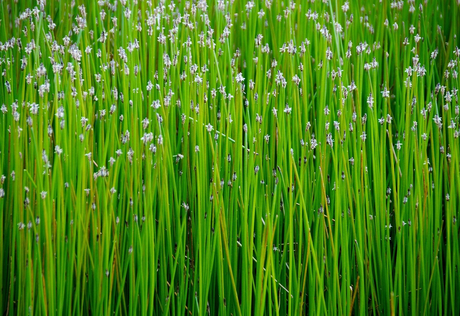 Roseaux verts au bord de l'eau dans le Marais poitevin